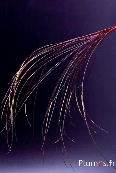 Anhänger aus Pfauenfaden - 15-28 cm - karminrot-naturgrün